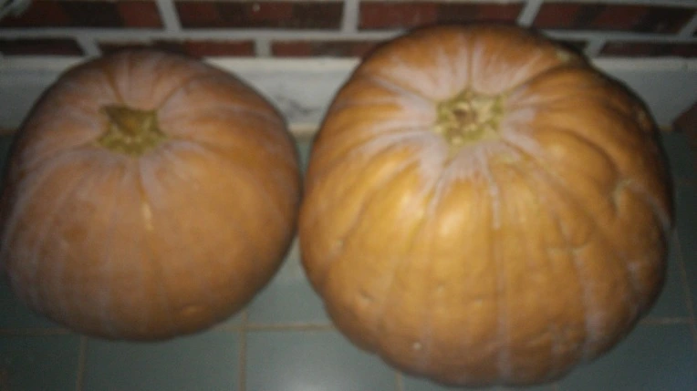 2650264F5622AFFD2AD605