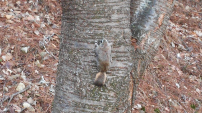 2514333C551F524409D3C3