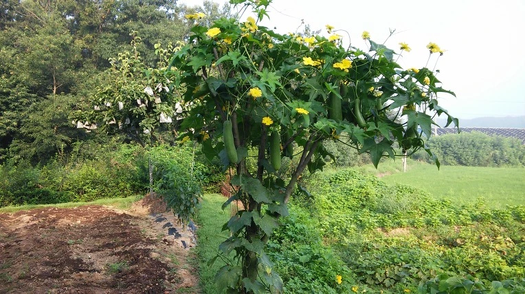 220FC14857A523F22A995F