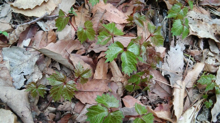 21118B4C571AD0C91CB5BC