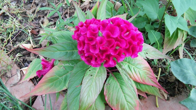 2156CB4757E767B92130CE