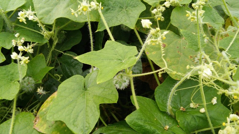 23461C4A57E701D91176BA