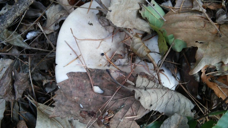 226AFB4E563C46132DE9D7