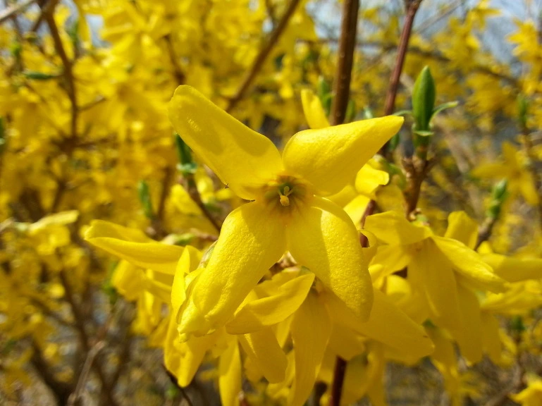 2627C23D533A749E47CB43