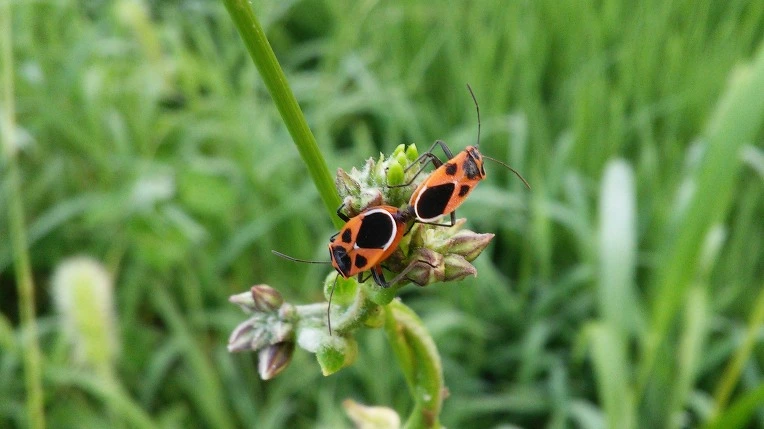 266A4B4257982AAD29CF8F