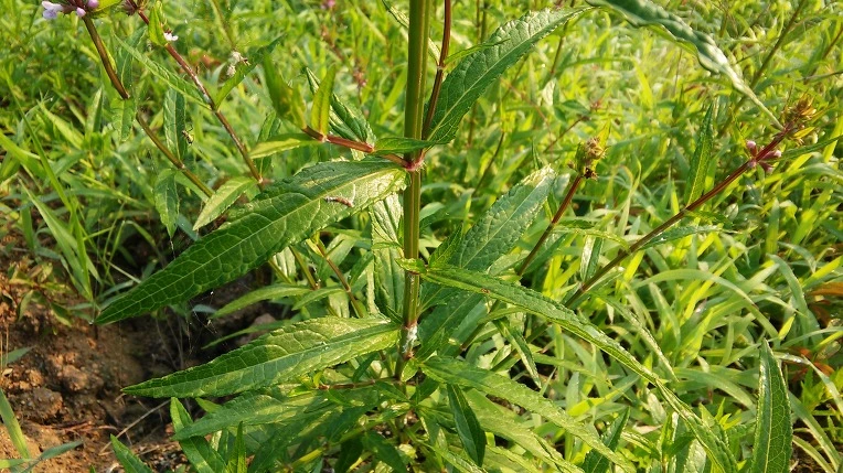 25132450576F7D0620169E