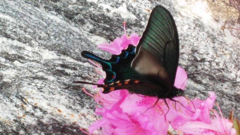 217EDC4B5724694F26FBF2