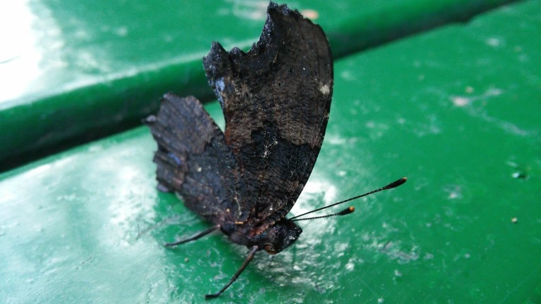 234557465699F9BE07DC4B