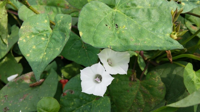 22581E3E57D6086E31CDFD