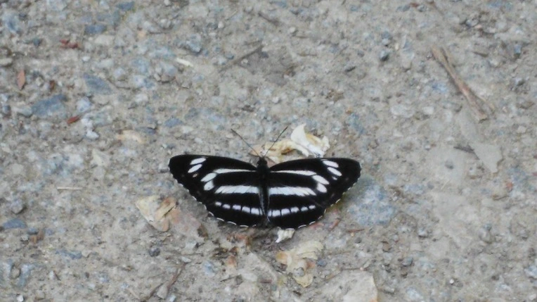 23705D3F5560277321D63A