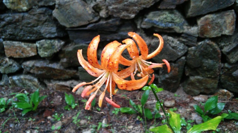 99BA413359815FF1209223