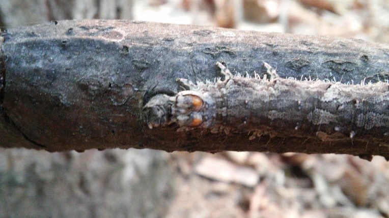 2335504B5722BCD323EEF5