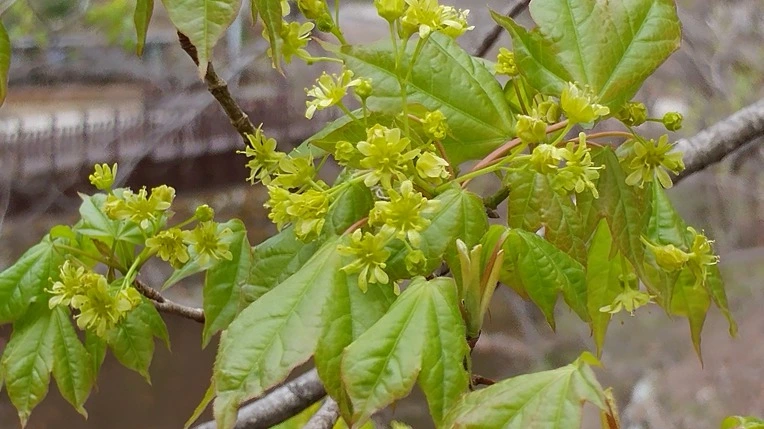 99A1E33A5AD54AE10CC8D8