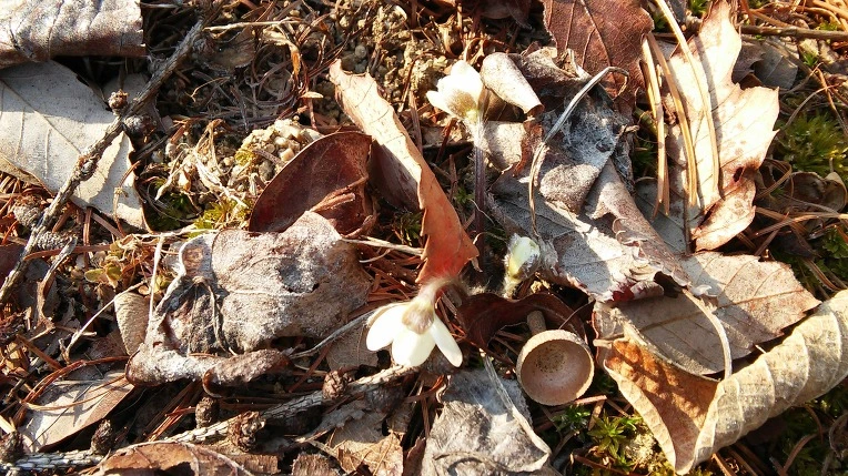 2665EC3456F721A314193A