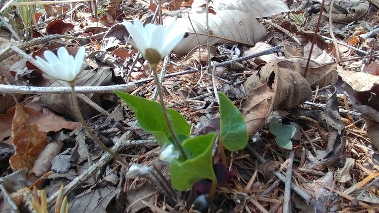 99576A415AD54B6B155A8D