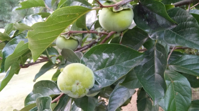 216785405622C0020D76E0