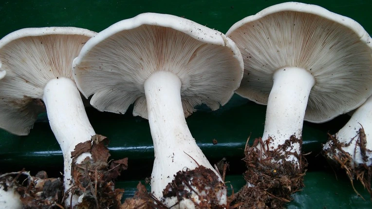 2135CF355615C3340BA645