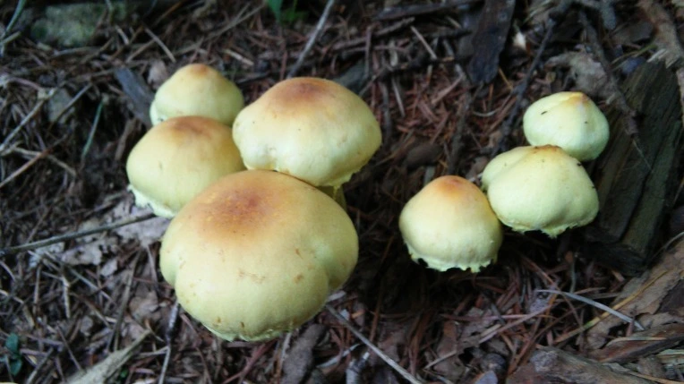 2517C44255F11E5D08E8A6