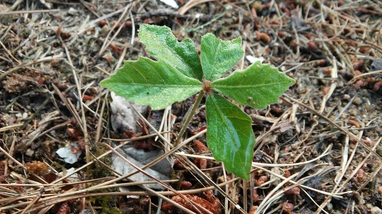 2154B43A576495941D7EF7