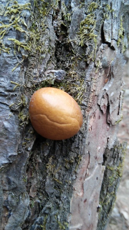 2641404B56987E7C0642C0