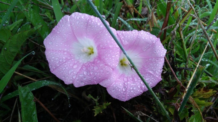 25154341577706FB2C4B0D