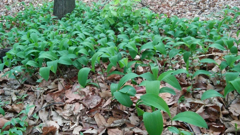 25602747571AD1E1231618