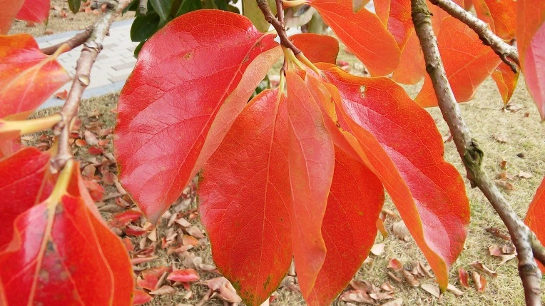 2102773B562A9F24309A21