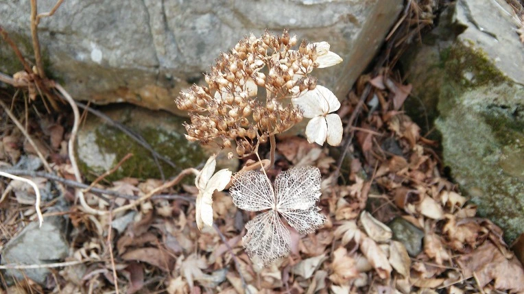 277DEA4F58DC9A9732BB61