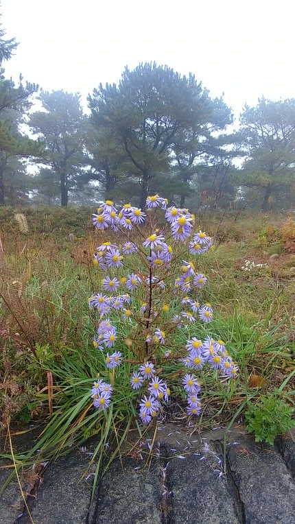 99185A495BD65E330239B9