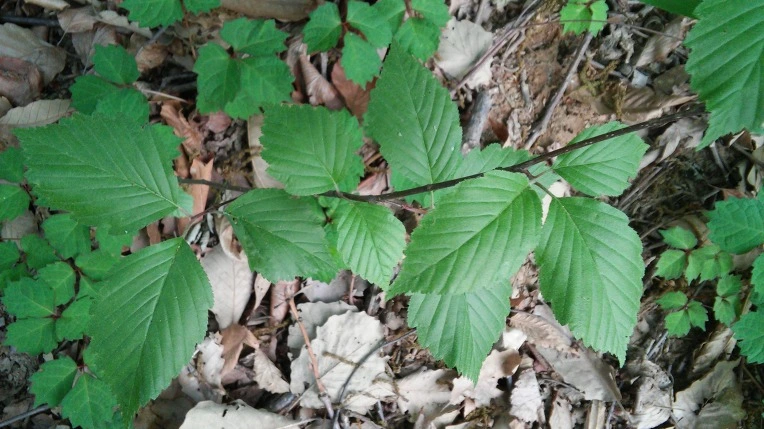 21745F4E572696E8086E43