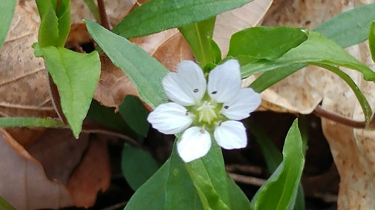 9958673A5AD54AEB0FCBCE