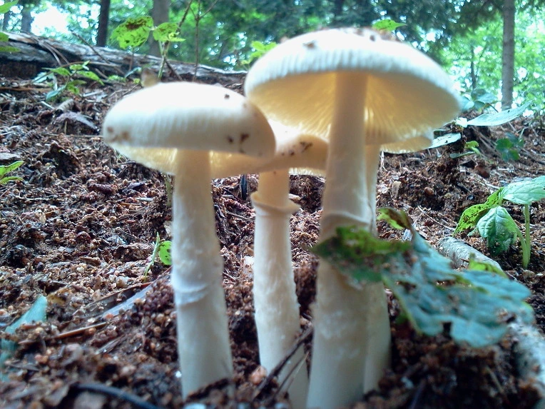 1210F749500413202348E1