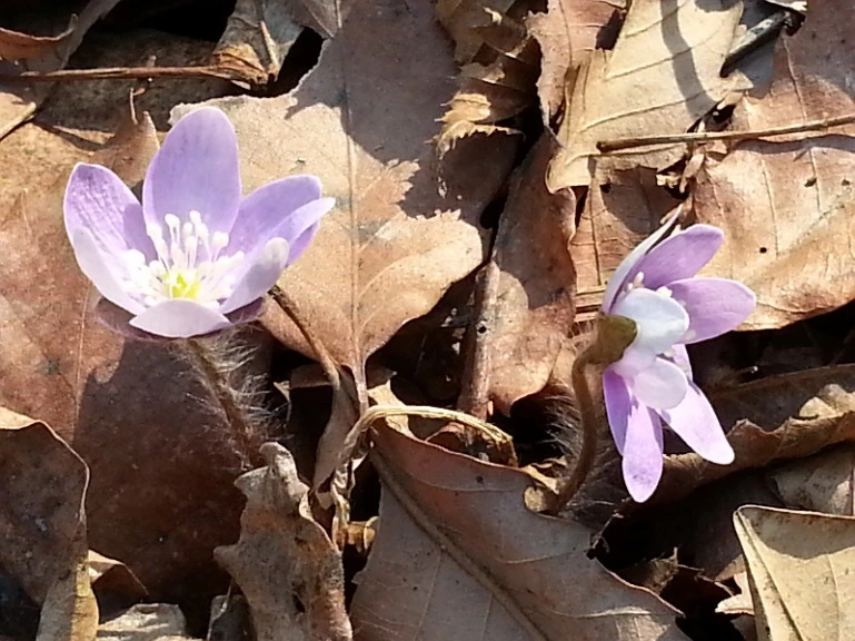 2529993C532E30C82BA590