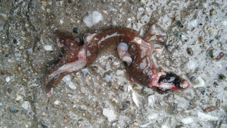 2222893E58D70B9F027FCE