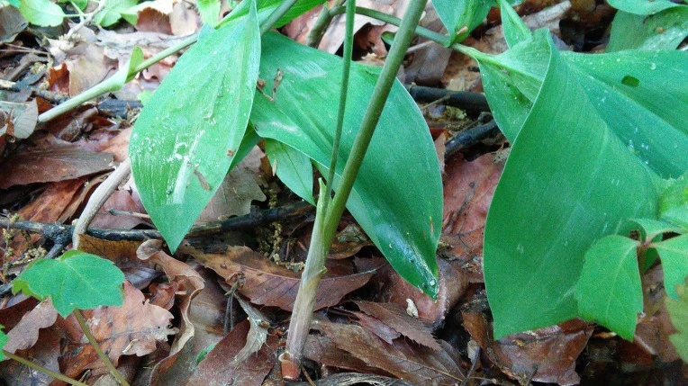 26097D4757292A171EF0D9