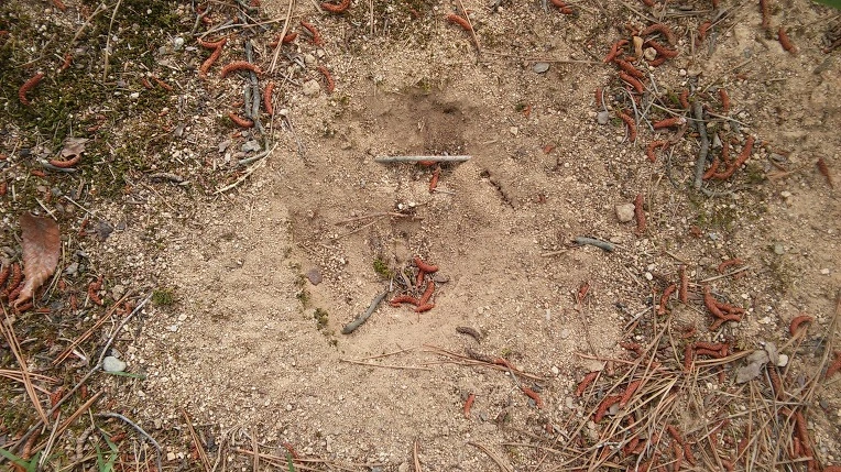 275D904C575E42DE24F51F