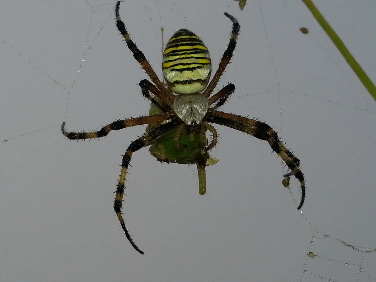 264BA84E553D9D21191AEA