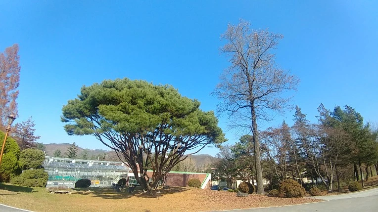 990DE5365C275B0C2787CA