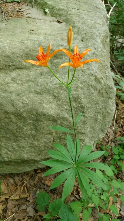 99EBA33B5DBE5F4A3051D1