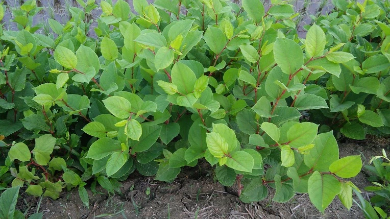 24214B425746340404024E