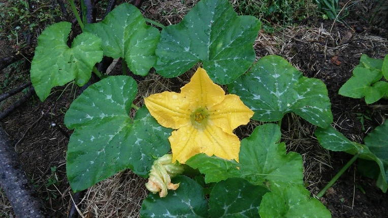 272C254357561764114054