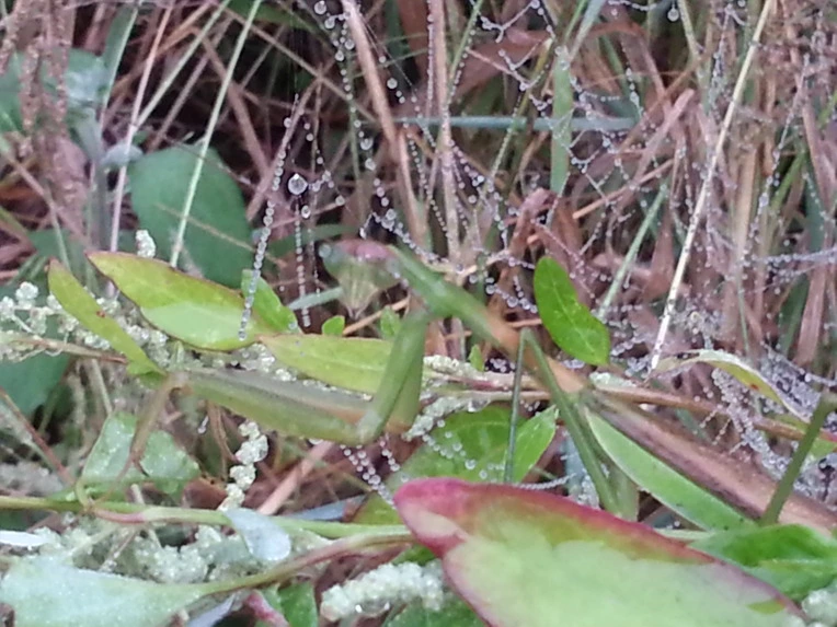 21776A4E553D9EDE0B9618