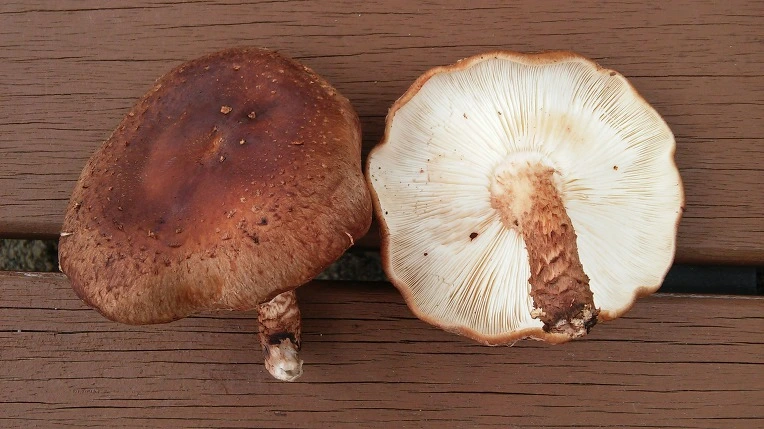 9971413359A1F64E1F17F7