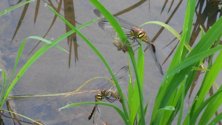 244ABE47575E52B7048CEB