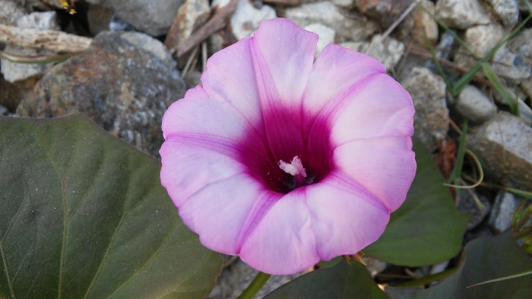 2117453F564EB2771F75F6