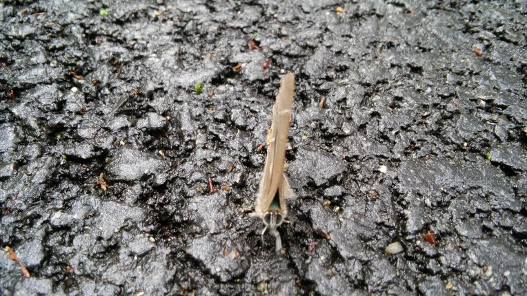 26126434559EFB4726861D