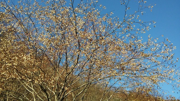 223AAF37567211414164CB