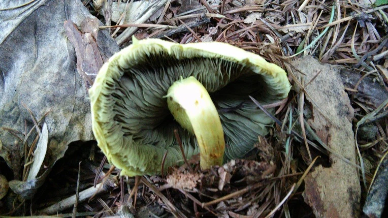 261A2C4255F11E6706769F