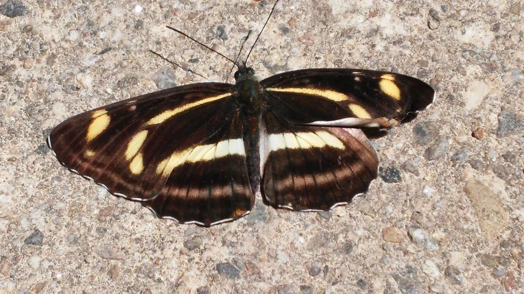 2536673B59339B68344739