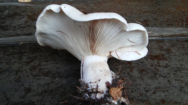 2146374E563C4618303429